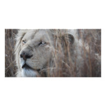 Where Lions Rest photo cards
