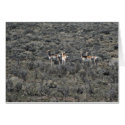 Where the Antelope play cards