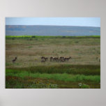 Where The Antelope Play Poster