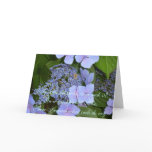 Where the Bee - Hydrangea Blossom Greeting Cards