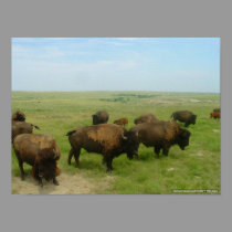 Where The Buffalo Roam-02 posters by wksimages Where The Buffalo Roam-02 posters