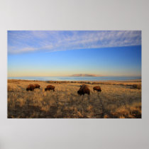 Where The Buffalo Roam posters