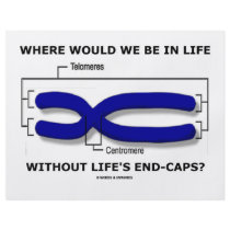 Where Would We Be In Life Without Life's End Caps? Flyers