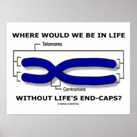 Where Would We Be In Life Without Life's End Caps? Poster