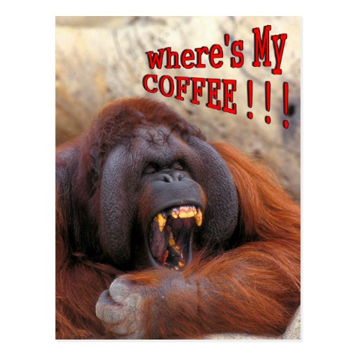 Where's My Coffee!!! Postcard Zazzle