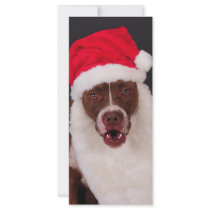Where's my cookies? rack cards
