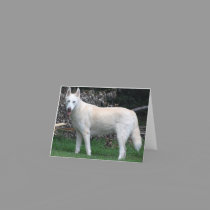 Whhite Siberian Husky note card