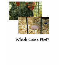 Which Came First? t-shirts