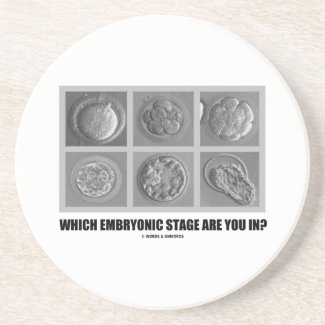 Which Embryonic Stage Are You In? (Embryos Humor) Coaster