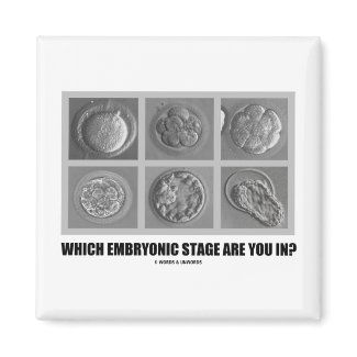 Which Embryonic Stage Are You In? (Embryos) magnet