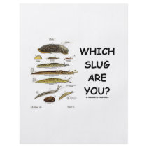 Which Slug Are You? Flyer