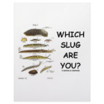 Which Slug Are You? Personalized Letterhead