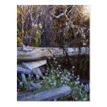 Whidbey Island 1 postcards