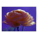 Whiff of a flower cards
