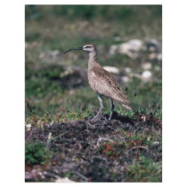 Whimbrel flyers by animalpark Whimbrel flyers