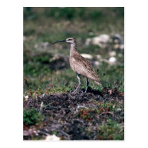 Whimbrel Post Card
