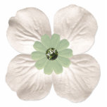 Whimsical White Dogwood Flower Photo Cutout