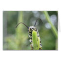 Whimsical Young Monarch Butterfly Caterpillar cards