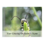 Whimsical Young Monarch Butterfly Caterpillar Postcard