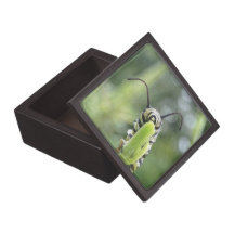 Whimsical Young Monarch Butterfly Caterpillar Premium Keepsake Box