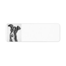 Whippet Black with White Blaze Labels
