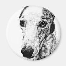 Whippet dog fridge magnet