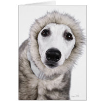 Whippet dog wearing fur coat, studio shot card