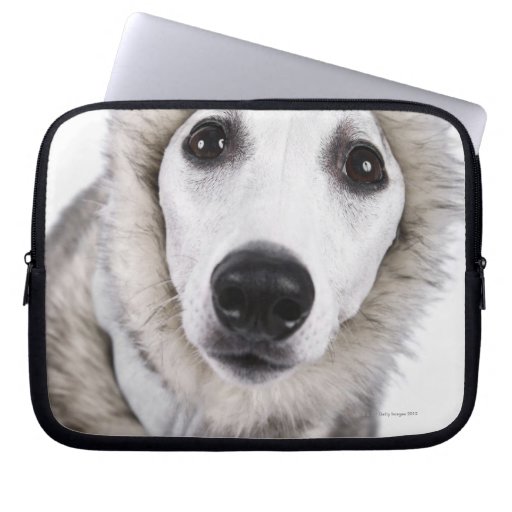 Whippet dog wearing fur coat, studio shot computer sleeve
