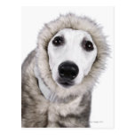Whippet dog wearing fur coat, studio shot post cards