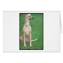 Whippet Greeting Card