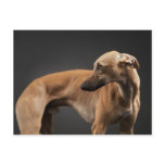 Whippet Post Cards