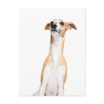 Whippet Post Cards