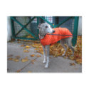 Whippet postcards