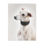 Whippet Post Cards