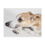 Whippet Postcard
