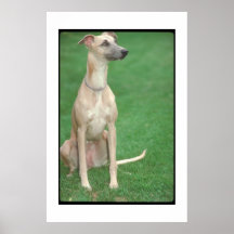 Whippet Poster