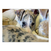 Whippet puppy notecard