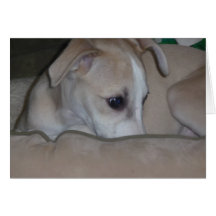 Whippet puppy notecard