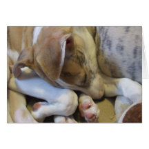 Whippet puppy notecard