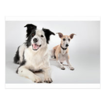 Whippet with a border collie postcards