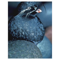 Whiskered Auklet Personalized Flyer