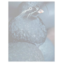 Whiskered Auklet Personalized Letterhead