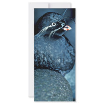 Whiskered Auklet Rack Card Template