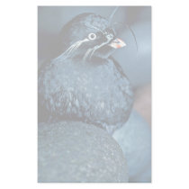 Whiskered Auklet Stationery Design