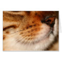 whiskers cards
