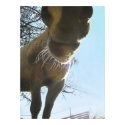 whiskery horse nose poster posters by dogsandhorses whiskery horse nose poster posters