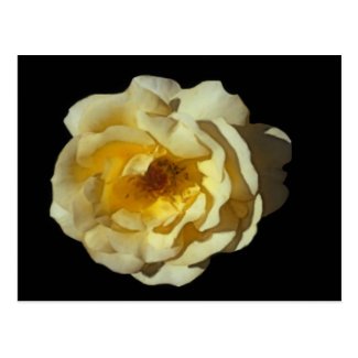 Whisky Mac Rose Postcard