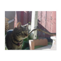 "Whisper the Cat" postcard