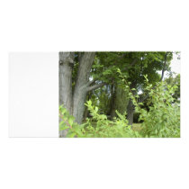 Whispering Greens - the Mystery Beyond Photo Card Template