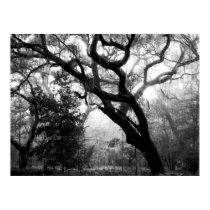 Whispering Oaks posters by CanoeGuru Whispering Oaks posters